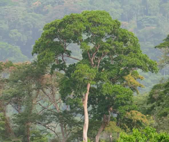Foresta tropicale nigeriana