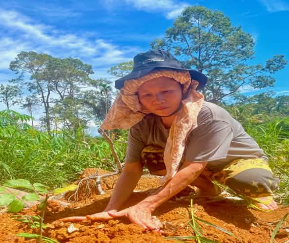 Una donna accovacciata a terra pianta un alberello