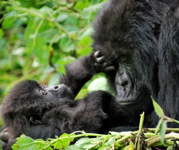 Un gorilla femmina con il suo piccolo