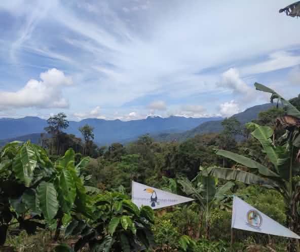 Hutan Hujan (Salviamo la Foresta) e i Tigers of Pining collaborano per salvare l'ecosistema di Leuser.