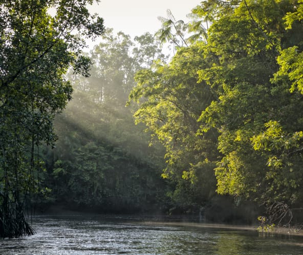 Una foresta tropicale ed un fiume