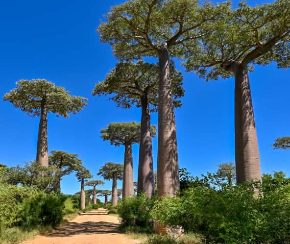 Viale dei baobab in Madagascar