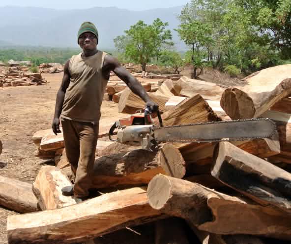 Un taglialegna posa con la motosega accanto ai tronchi di palissandro in Nigeria