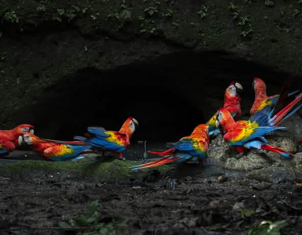 Gruppo di ara scarlatti nel Parco nazionale di Yasuní, nell'Amazzonia ecuadoriana.