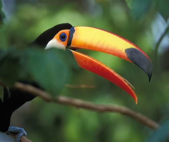 Un tucano