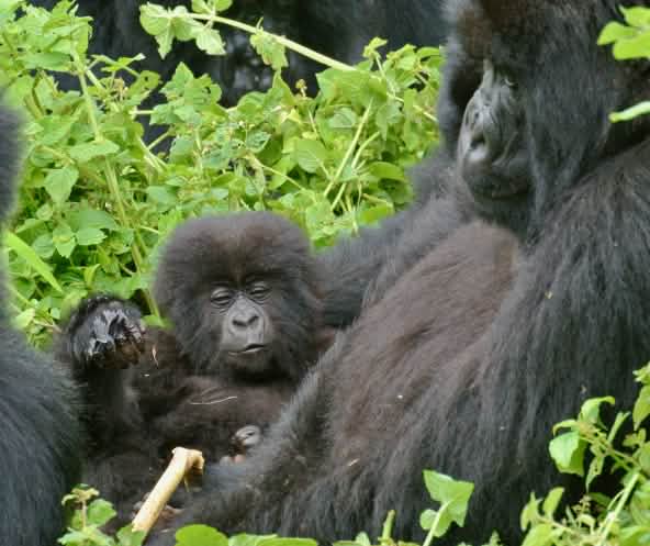 I gorilla nel Parco Nazionale dei Virunga