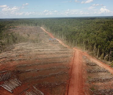 Deforestazione a Papua per fare spazio ad una piantagione di palma da olio
