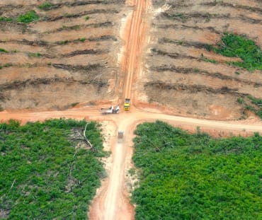 Piantagione di palma da olio in Perù