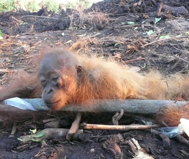 Un piccolo orango stremato in una pintagione di plama da olio