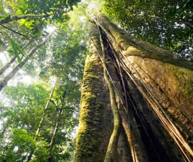 Alberi robusti formano una fitta chioma
