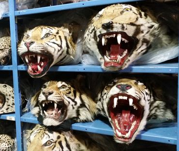 Teste di tigri imbalsamate