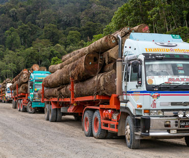 Camion trasportano tronchi di legno tropicale nel distretto di Tawau a Sabah, Indonesia