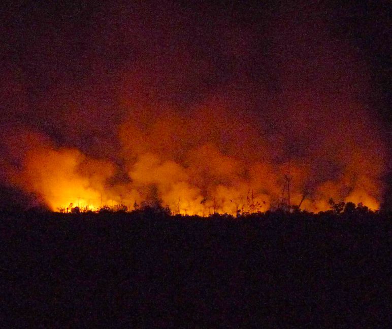 Incendio forestale Incendio forestale