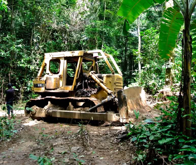 Bulldozer nel Parco Nazionale del Cross River