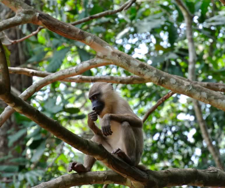 Le foreste tropicali intatte sono l’habitat di innumerevoli animali, molti dei quali sconosciuti ancora alla scienza Primate seduto sopra un ramo