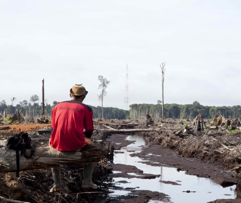 La triste realtà: deforestazione e distruzione La triste realtà: deforestazione e distruzione