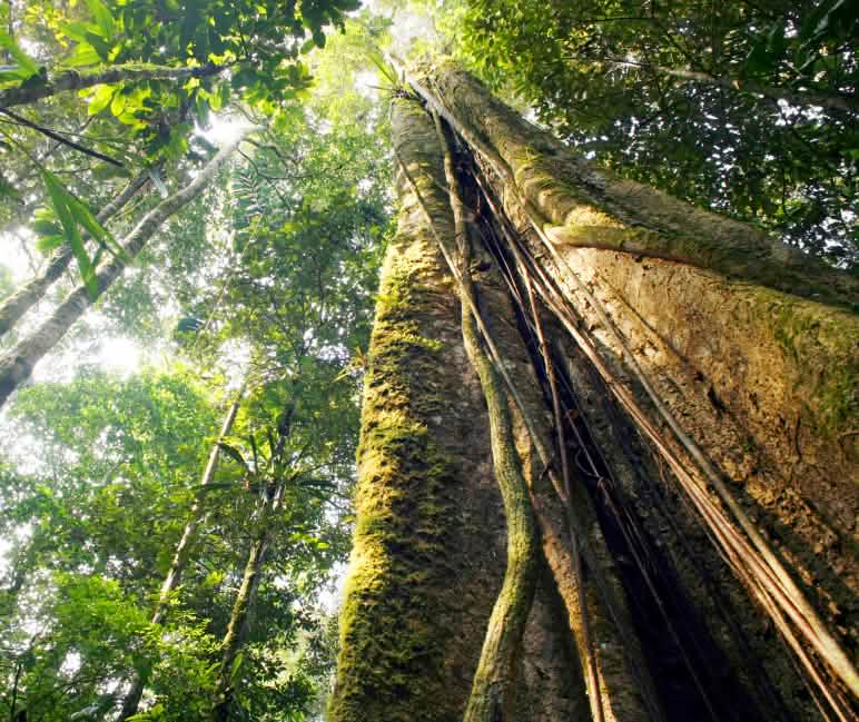 Alberi robusti formano una fitta chioma Alberi robusti formano una fitta chioma