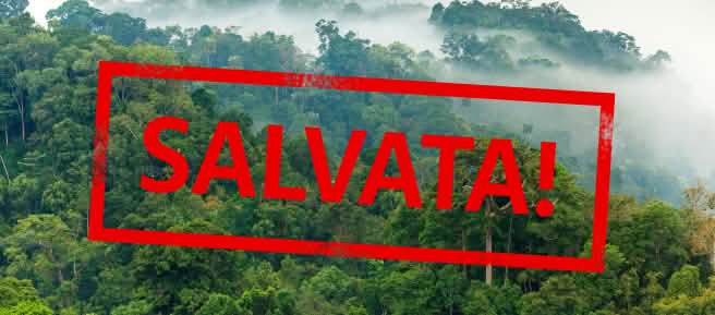 Foresta amazzonica con la scritta "salvata!"