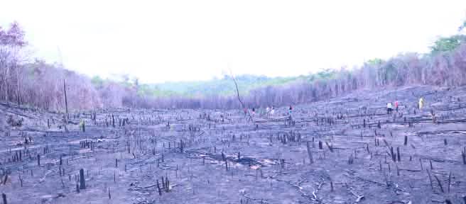 In Brasile gli incendi aumentano la deforestazione e quindi la desertificazione