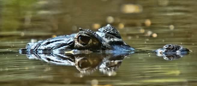 Coccodrillo parzialmente immerso nel fiume Orinoco, Venezuela
