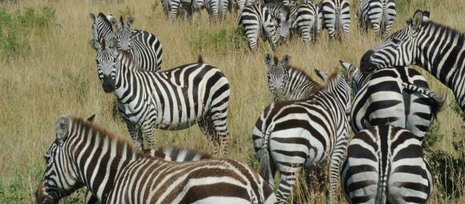 Branco di zebre nella savana