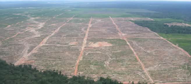 Un'enorme area tagliata e bonificata nella foresta pluviale del Perù