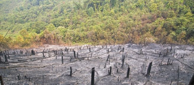 Incendi e distruzione nella foresta tropicale