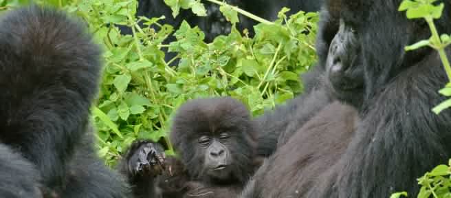 I gorilla nel Parco Nazionale dei Virunga