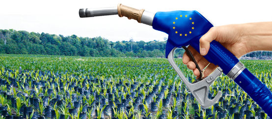 Olio di palma, biocarburante della UE