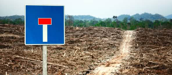 Una foresta distrutta per la coltivazione della palma da olio, fotomontaggio con cartello di strada senza uscita. (© Rainforest Action Network - Montage Rettet den Regenwald - CC BY-NC 2.0) Fotomontaggio: Una foresta distrutta per la coltivazione della palma da olio con cartello di strada senza uscita.