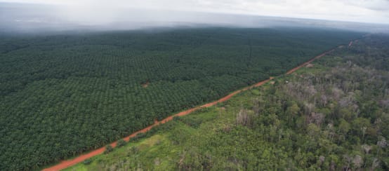 Piantagione di palma da olio di Korindo in Indonesia.