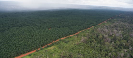 Piantagione di palma da olio in Indonesia (© Mighty Earth) Piantagione di palma da olio di Korindo in Indonesia.