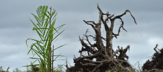 Una foresta di torba è stata disboscata per piantare olio di palma a Sarawak, in Malesia.