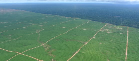 Piantagioni di palma da olio in Perù
