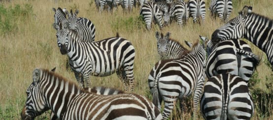 La protezione della natura in Tanzania deve includere i diritti umani (© RdR/Mathias Rittgerott) Branco di zebre nella savana