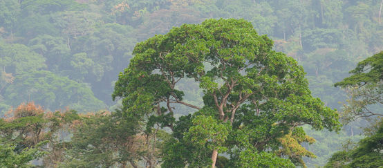 Foresta tropicale nigeriana