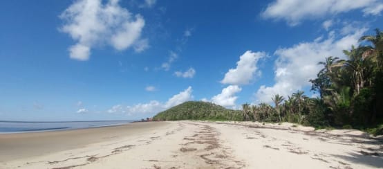 Spiaggia incontaminata a sud dell'isola protetta di Cajual, dove verrà costruito il porto per le esportazioni (© Denes Cristian Freire/ google maps) Spiaggia tropicale con palme sull'isola di Cajual