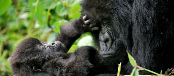 Un gorilla femmina con il suo piccolo
