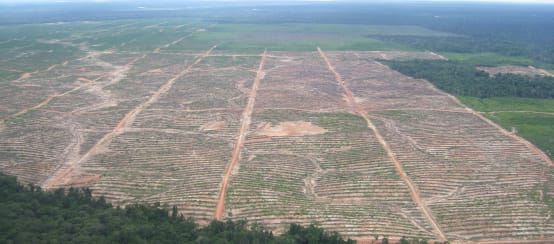 Un'enorme area tagliata e bonificata nella foresta pluviale del Perù