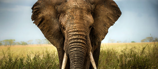 Elefante africano in una savana