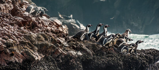 Pinguini di Humboldt su una costa rocciosa