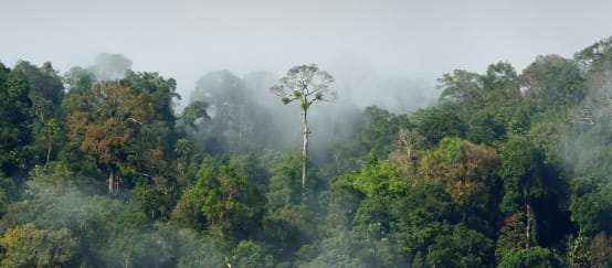 Foresta amazzonica del Perù