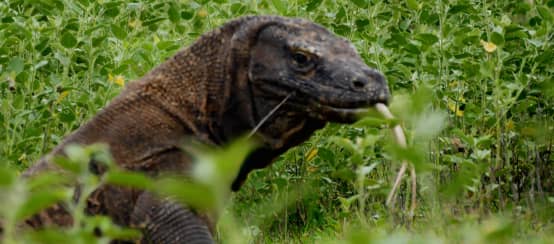 I draghi di Komodo vivono solo nel Parco Nazionale di Komodo (© Boboy Simanjuntak) Drago di Komodo da vicino