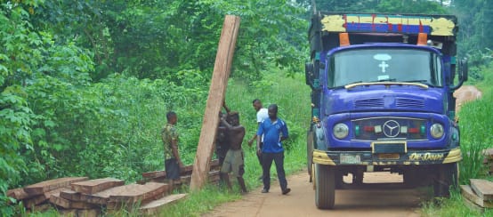Uomini caricano su un camion tavole di alberi abbattuti illegalmente (© Rettet den Regenwald / Mathias Rittgerott) Uomini caricano tavole su un camion