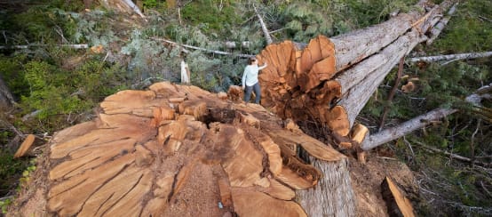 Albero abbattuto nella British Columbia, Canada