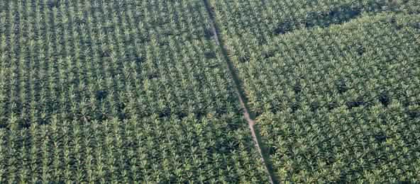 Foresta abbattuta e sostituita con questo "deserto verde" di palma africana nella regione amazzonica del Perù Palma da olio, piantagione in Perù