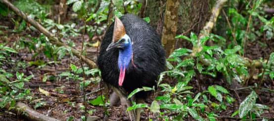 Casuario dall'elmo nella foresta di Daintree in Australia