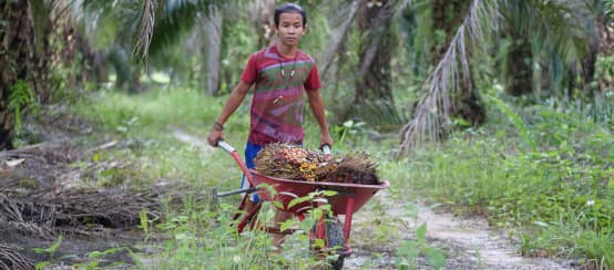 Un ragazzo indonesiano spinge una carriola piena di frutti di palma da olio