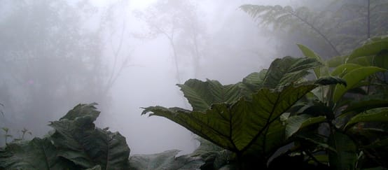 Foresta di montagna nella regione di Intag, al nord dell'Ecuador