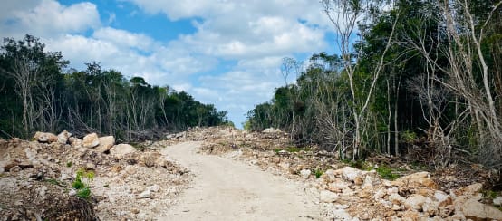 Deforestazione per costruire i binari del Treno Maya